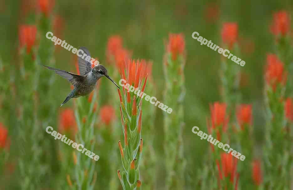 Hummingbird